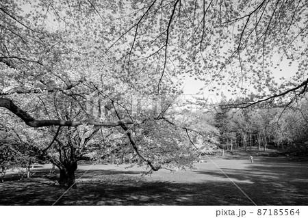 桜の存在感は白黒で更に増す 87185564