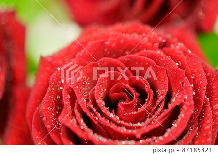 水滴のある薔薇の花 87185821