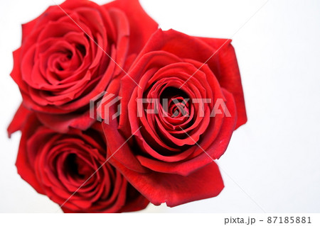 ホワイトバックの薔薇の花 ホワイトバックの薔薇の花 87185881