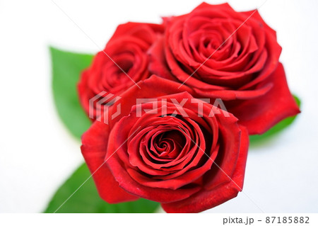 ホワイトバックの薔薇の花 ホワイトバックの薔薇の花 87185882