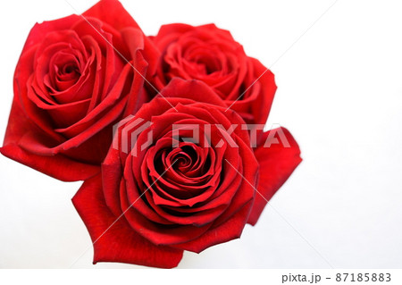 ホワイトバックの薔薇の花 ホワイトバックの薔薇の花 87185883