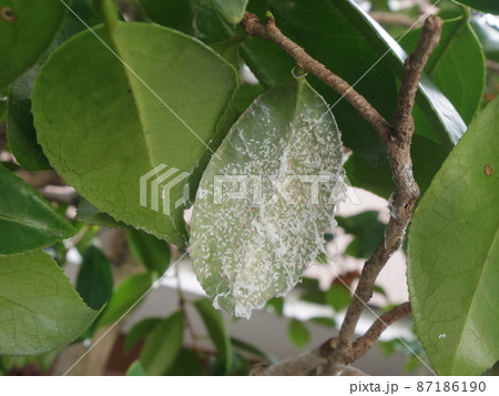 椿に付いたチャドクガの卵 87186190