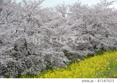 桜並木 87187023
