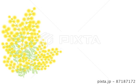 幸せの花ふわふわミモザのイラスト素材