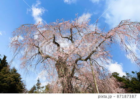 枝垂桜名所、神原のしだれ桜、満開桜風景です。樹齢300年以上の名木です。県の天然記念物指定。広島県 枝垂桜名所、神原のしだれ桜、満開桜風景です。樹齢300年以上の名木です。県の天然記念物指定。広島県 87187387