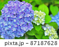アジサイ 87187628