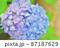 アジサイ 87187629
