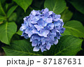 アジサイ 87187631