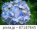 アジサイ 87187645