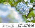 アジサイ 87187646