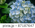 アジサイ 87187647