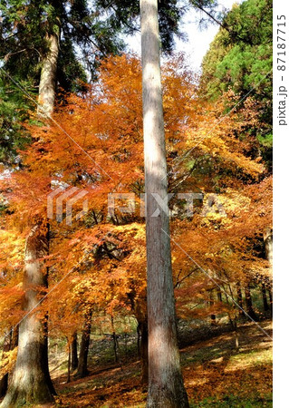 杉林のもみじ黄葉　【相模原市津久井　12月】 87187715