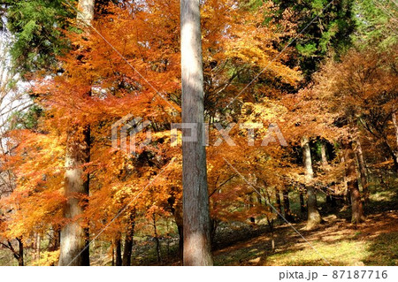 杉林のもみじ黄葉　【相模原市津久井　12月】 87187716