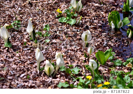 箱根湿生花園 ミズバショウ 箱根湿生花園 ミズバショウ 87187822