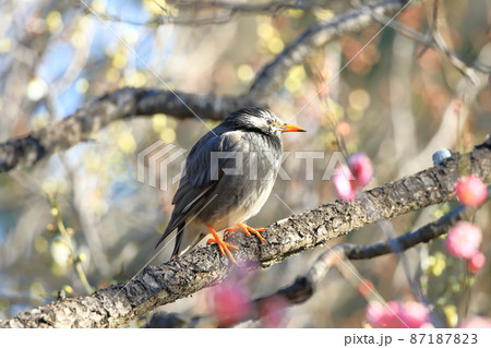 梅の木にとまりエサを探すムクドリ    梅の木にとまりエサを探すムクドリ    87187823