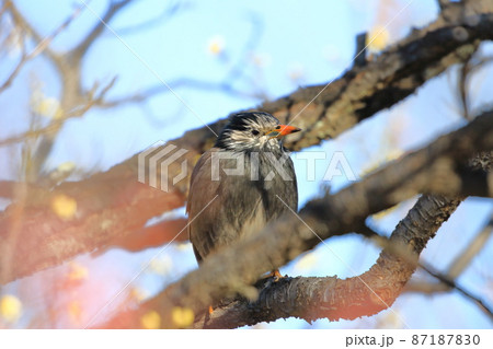 梅の木にとまりエサを探すムクドリ    梅の木にとまりエサを探すムクドリ    87187830
