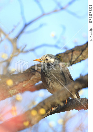 梅の木にとまりエサを探すムクドリ    梅の木にとまりエサを探すムクドリ    87187831