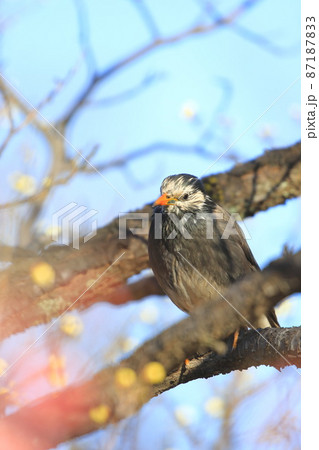 梅の木にとまりエサを探すムクドリ    梅の木にとまりエサを探すムクドリ    87187833