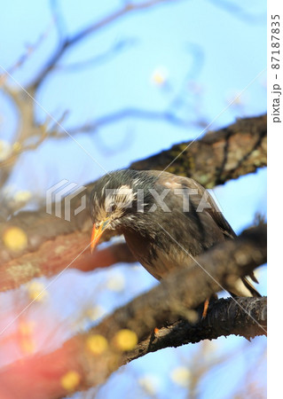 梅の木にとまりエサを探すムクドリ    梅の木にとまりエサを探すムクドリ    87187835