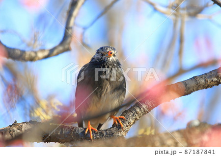 梅の木にとまりエサを探すムクドリ    梅の木にとまりエサを探すムクドリ    87187841