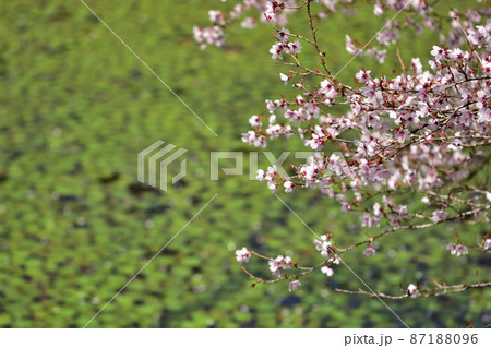 箱根湿生花園 マメザクラ 箱根湿生花園 マメザクラ 87188096