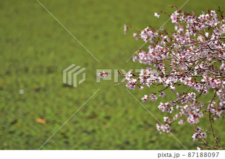 箱根湿生花園　マメザクラ 87188097