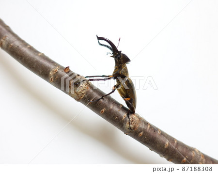 ミヤマクワガタ  クワガタムシ 87188308