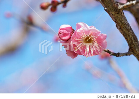 百品種の香り 水戸偕楽園に咲く紅梅の花 名木「筑紫紅」のアップ 百品種の香り 水戸偕楽園に咲く紅梅の花 名木「筑紫紅」のアップ 87188733