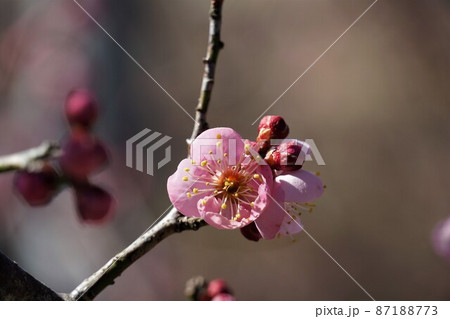 百品種の香り 水戸偕楽園に咲く紅梅の花 名木「道知辺」のアップ 百品種の香り 水戸偕楽園に咲く紅梅の花 名木「道知辺」のアップ 87188773