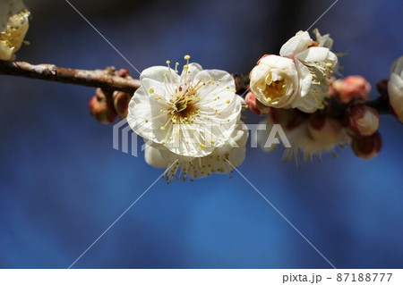 百品種の香り　水戸偕楽園に咲く白梅の花　名木「白難波」のアップ 87188777