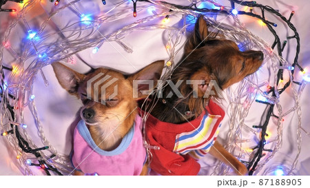 Two Toy Terrier is a yellow New Year's dog. Two Toy Terrier is a yellow New Year's dog. 87188905