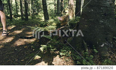 One cat in a city park. Bengal wildcat walk on the forest in collar. Asian Jungle Cat or Swamp or Reed. Domesticated leopard cat. 87189020