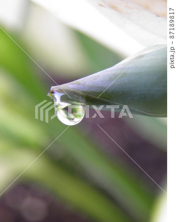 ギボウシの蕾に朝露 87189817