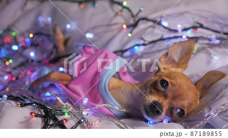 The Toy Terrier is a yellow New Year's dog. The Toy Terrier is a yellow New Year's dog. 87189855