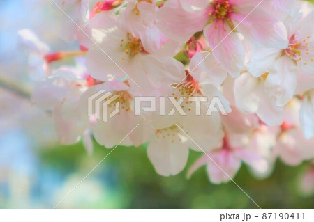 桜の花びら ふんわり 青空 桜の花びら ふんわり 青空 87190411