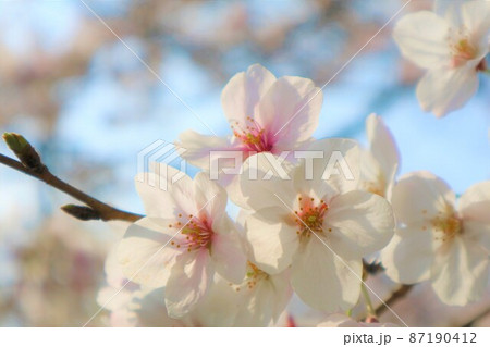 上品な桜　枝　青空 87190412