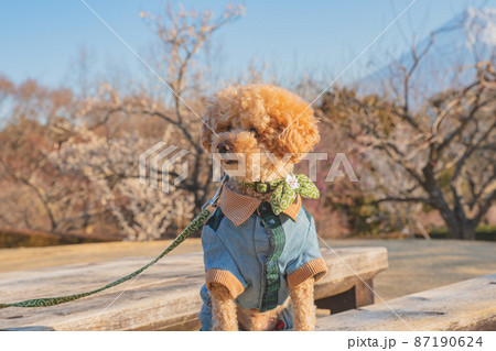 犬と富士山 犬と富士山 87190624