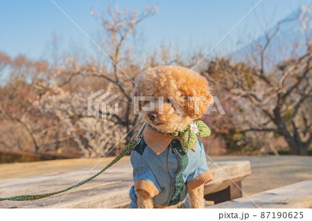 犬と富士山 87190625