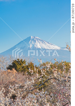 富士山と梅 富士山と梅 87190739