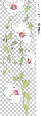 Summer white flower Mukuge left frame 87190827