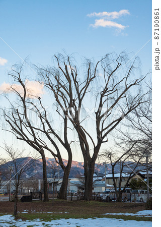 長野市青木島町三本柳のシンボル三本柳 長野市青木島町三本柳のシンボル三本柳 87190861