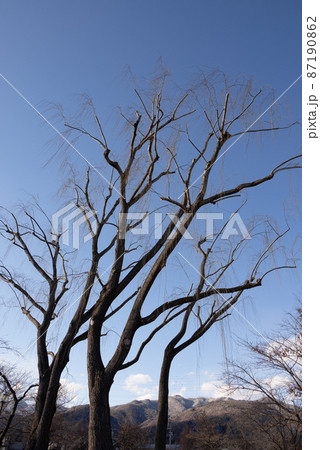 長野市青木島町三本柳のシンボル三本柳 長野市青木島町三本柳のシンボル三本柳 87190862
