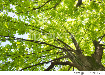 砧公園のトチノキの新緑 世田谷名木百選のひとつ 砧公園のトチノキの新緑 世田谷名木百選のひとつ 87191179