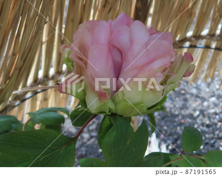 藁囲いの中の王妃 藁囲いの中の王妃 87191565