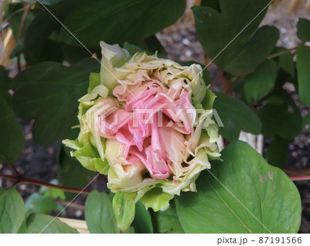 牡丹王妃のつぼみ 牡丹王妃のつぼみ 87191566