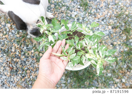 pepper plant or purple pepper plant, chili plant or dotted chili plant pepper plant or purple pepper plant, chili plant or dotted chili plant 87191596