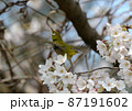 サクラ満開・甘い蜜にメジロ躍動21 87191602