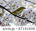 サクラ満開・甘い蜜にメジロ躍動20 87191606
