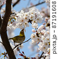 サクラ満開・甘い蜜にメジロ躍動19 87191608