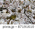 サクラ満開・甘い蜜にメジロ躍動18 87191610